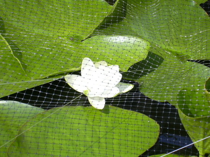 DSCN0013