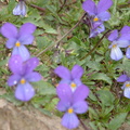 2005 0415images0096