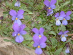2005 0415images0096